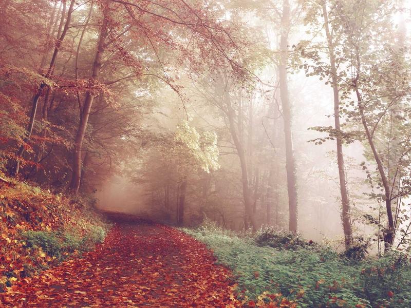 核爆后的彩虹<br>axbyeqm.cn 变异生物图鉴